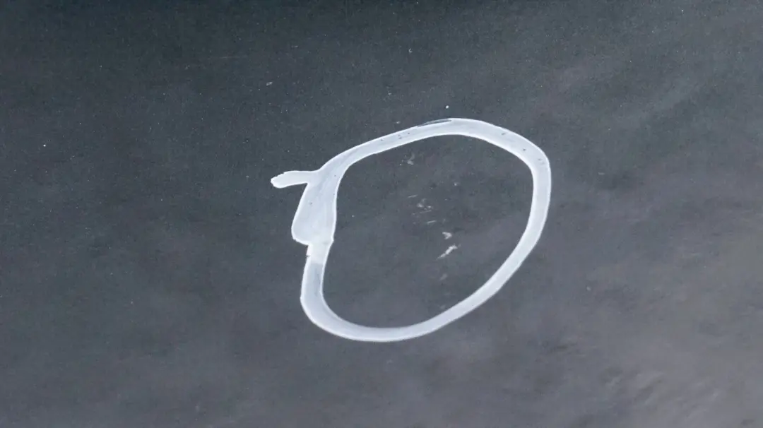 Puerta delantera derecha British Racing Green - A67 para Mini R55 R56 R57 R58 R59 con número de pieza 2755936 Mini R55 R56 R57 R58 R59 Puerta delantera derecha British Racing Green - A67 - SKU 2755936-BRG4 - Número de pieza 2755936