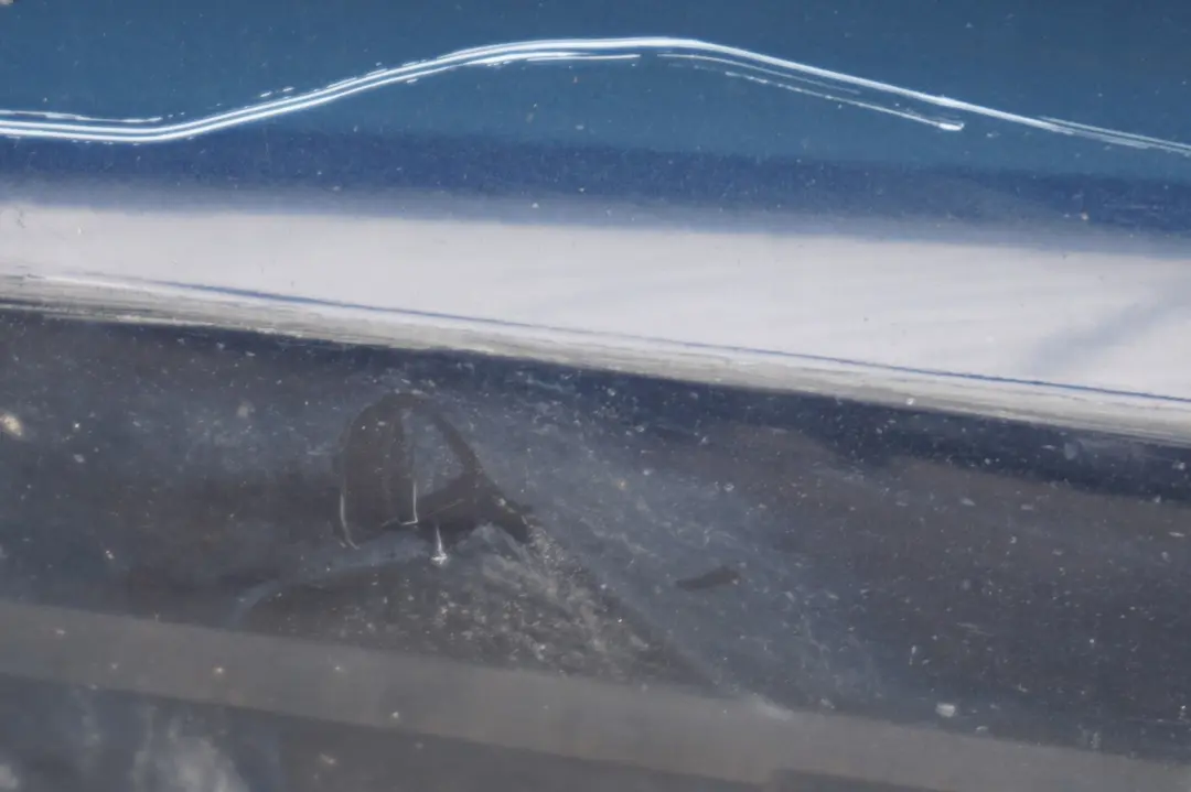 listwa nakładka próg prawy monacoblau do BMW 3 E92 o numerze 0034058 BMW 3 E92 listwa nakładka próg prawy monacoblau - SKU 0034058-MB1 - Numer Części 0034058