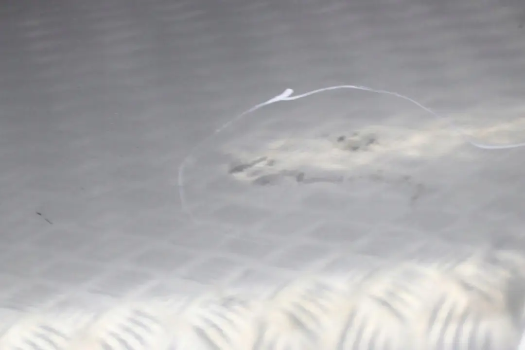 Tür Vorne Rechts Silbergrau Silber Grau Metallic - A08 für BMW 5 E60 E61 3 mit Teilenummer 7202340 BMW 5 E60 E61 3 Tür Vorne Rechts Silbergrau Silber Grau Metallic - A08 - SKU 7202340-SBG3 - Teilenummer 7202340