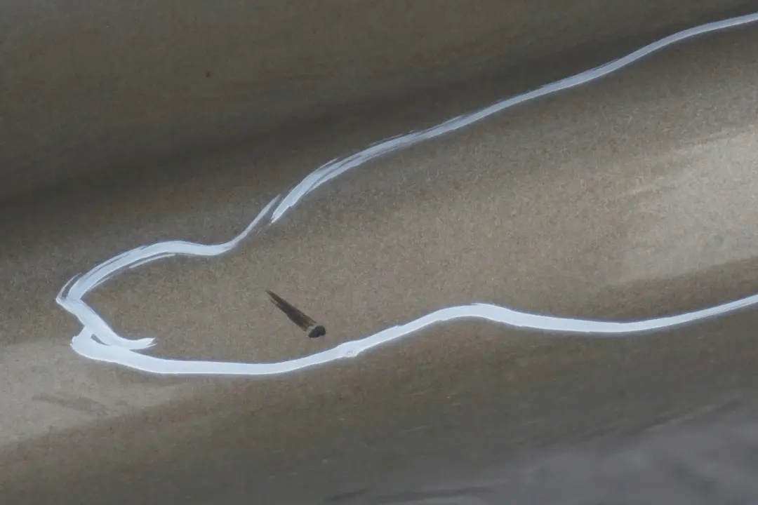 listwa nakładka próg prawy Sonora A23 do BMW 1 E87 o numerze 0032948 BMW 1 E87 listwa nakładka próg prawy Sonora A23 - SKU 0032948-SON4 - Numer Części 0032948