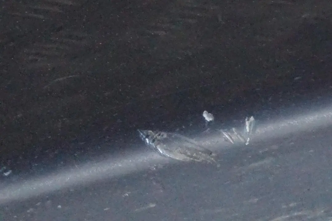 Puerta Faldon Cubre umbral Izquierda Monacoblau Monaco Azul - A35 para BMW E65 1 con número de pieza 0395481 BMW E65 1 Puerta Faldon Cubre umbral Izquierda Monacoblau Monaco Azul - A35 - SKU 0395481-MB1 - Número de pieza 0395481