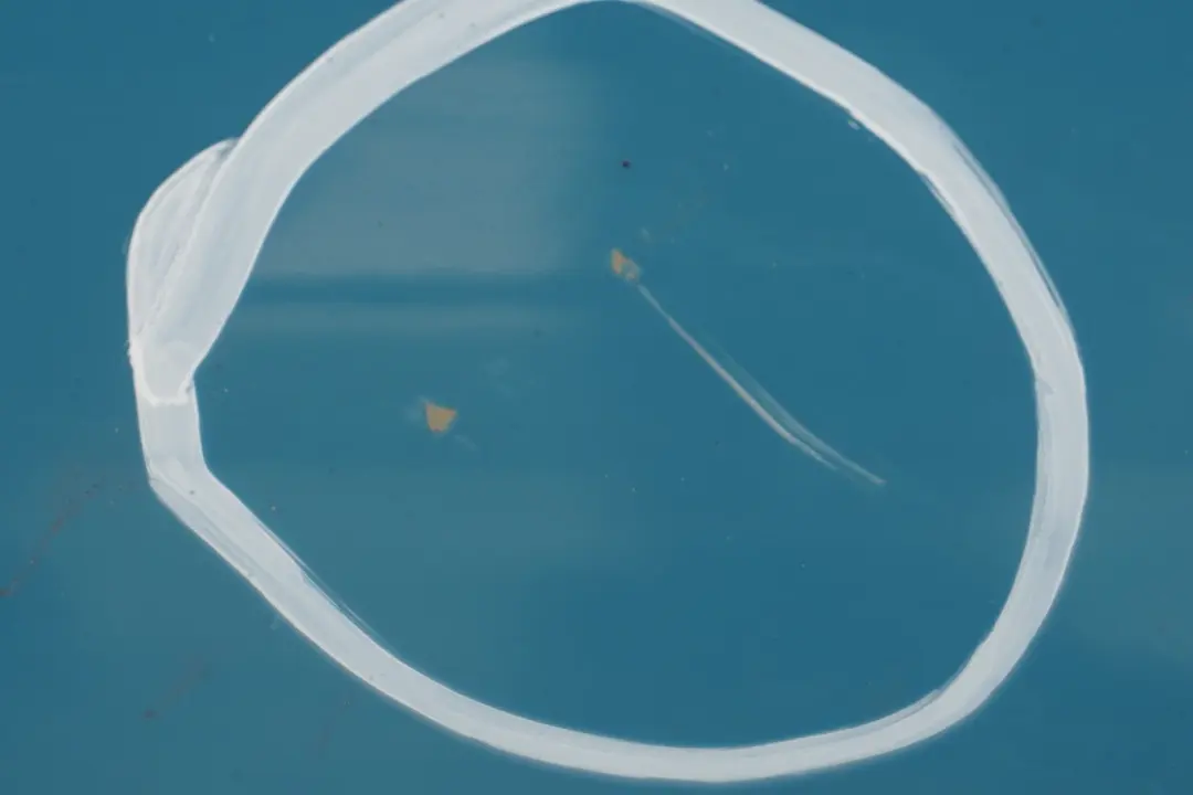 R56N LCi Trunk lid Tailgate Boot Lid Oxygen Blue A74 to BMW MINI Cooper 2 R56 with Part number 2752015 BMW MINI Cooper 2 R56 R56N LCi Trunk lid Tailgate Boot Lid Oxygen Blue A74 - SKU 2752015-OXB2 - Part number 2752015