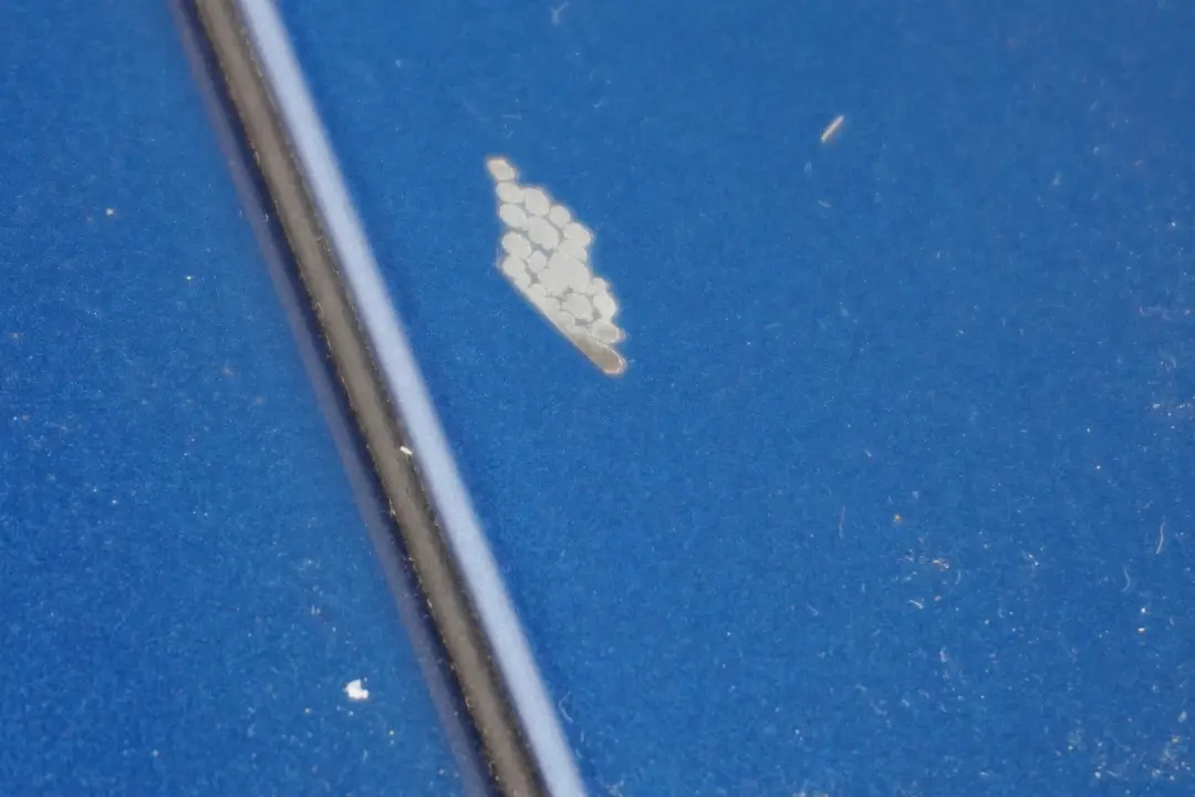 Complete Retractable Roof Hardtop Mechanism to BMW 3 Series E93 Cabrio Convertible with Part number 7199572 BMW 3 Series E93 Cabrio Convertible Complete Retractable Roof Hardtop Mechanism - SKU 7199572 - Part number 7199572