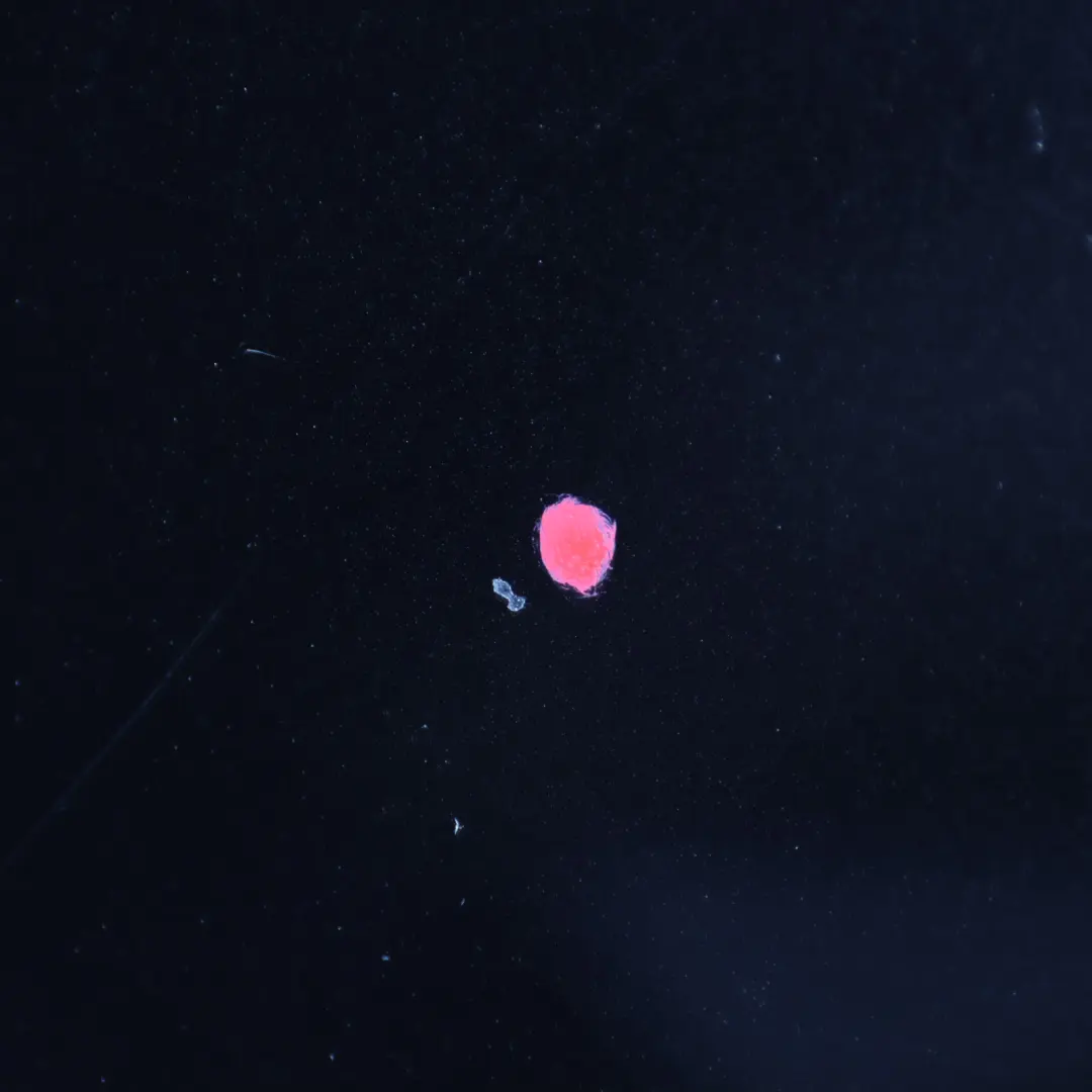 Sliding Door Rear Right O/S Side Door Obsidian Black - 197 to Mercedes Vito W639 with Part number A6397303005 Mercedes Vito W639 Sliding Door Rear Right O/S Side Door Obsidian Black - 197 - SKU A6397303005-OB - Part number A6397303005