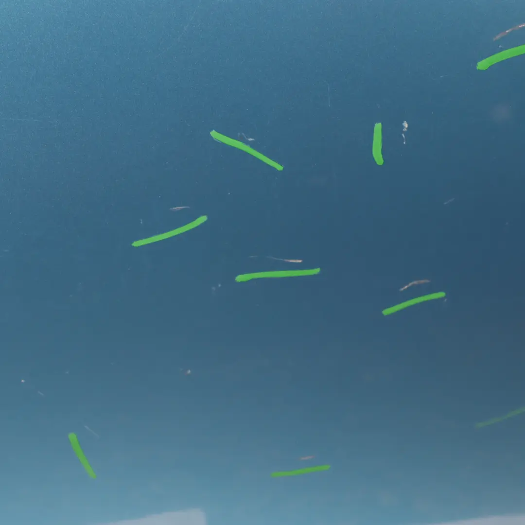 Door Rear Right O/S Covering Panel Electric Blue II Metallic - B86 to Mini F55 with Part number 7327450 Mini F55 Door Rear Right O/S Covering Panel Electric Blue II Metallic - B86 - SKU 7327450-ELB - Part number 7327450