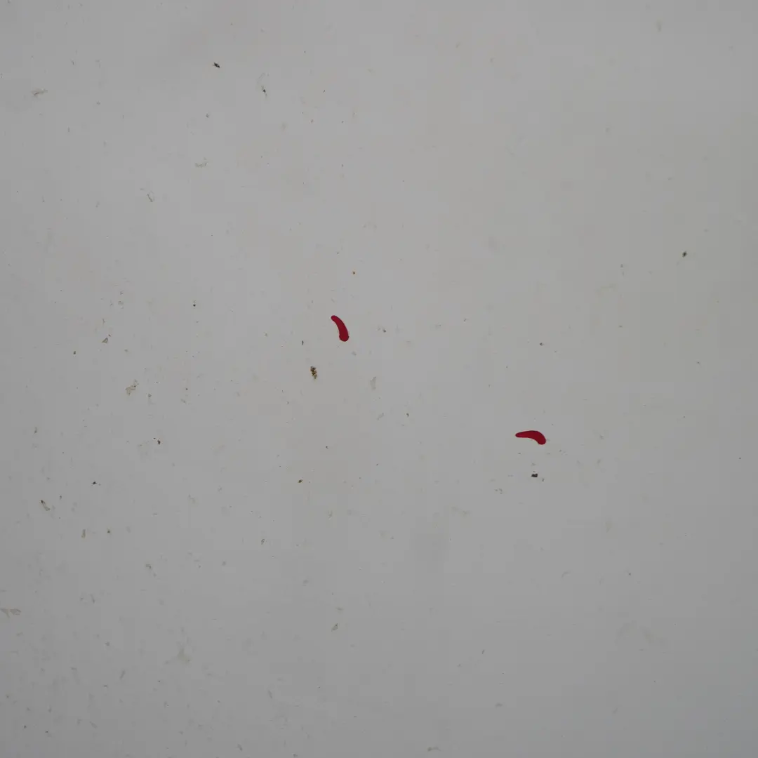 Capot Capot Panneau d'habillage Frozen White - Z2 pour Ford Transit à propos du numéro de pièce 2454107 Ford Transit Capot Capot Panneau d'habillage Frozen White - Z2 - SKU 2454107-FW2 - Numéro de pièce 2454107