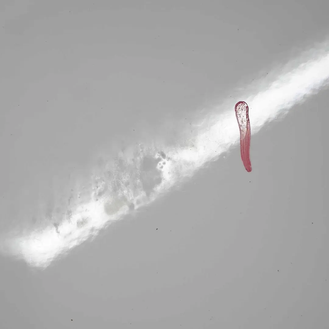 Door Front Right O/S Pepper White - 850 to Mini Cooper R55 R56 R57 R58 R59 2 with Part number 2755936 Mini Cooper R55 R56 R57 R58 R59 2 Door Front Right O/S Pepper White - 850 - SKU 2755936-PW2 - Part number 2755936