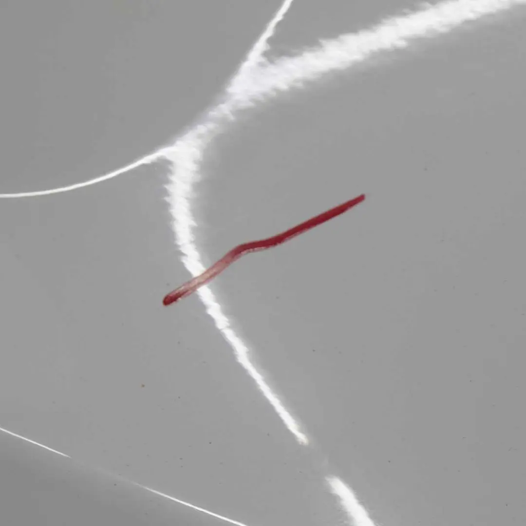 Boot Trunk Lid Rear Tailgate Lid Panel Alpinweiss White - 300 to BMW X1 E84 with Part number 2993152 BMW X1 E84 Boot Trunk Lid Rear Tailgate Lid Panel Alpinweiss White - 300 - SKU 2993152-AW - Part number 2993152