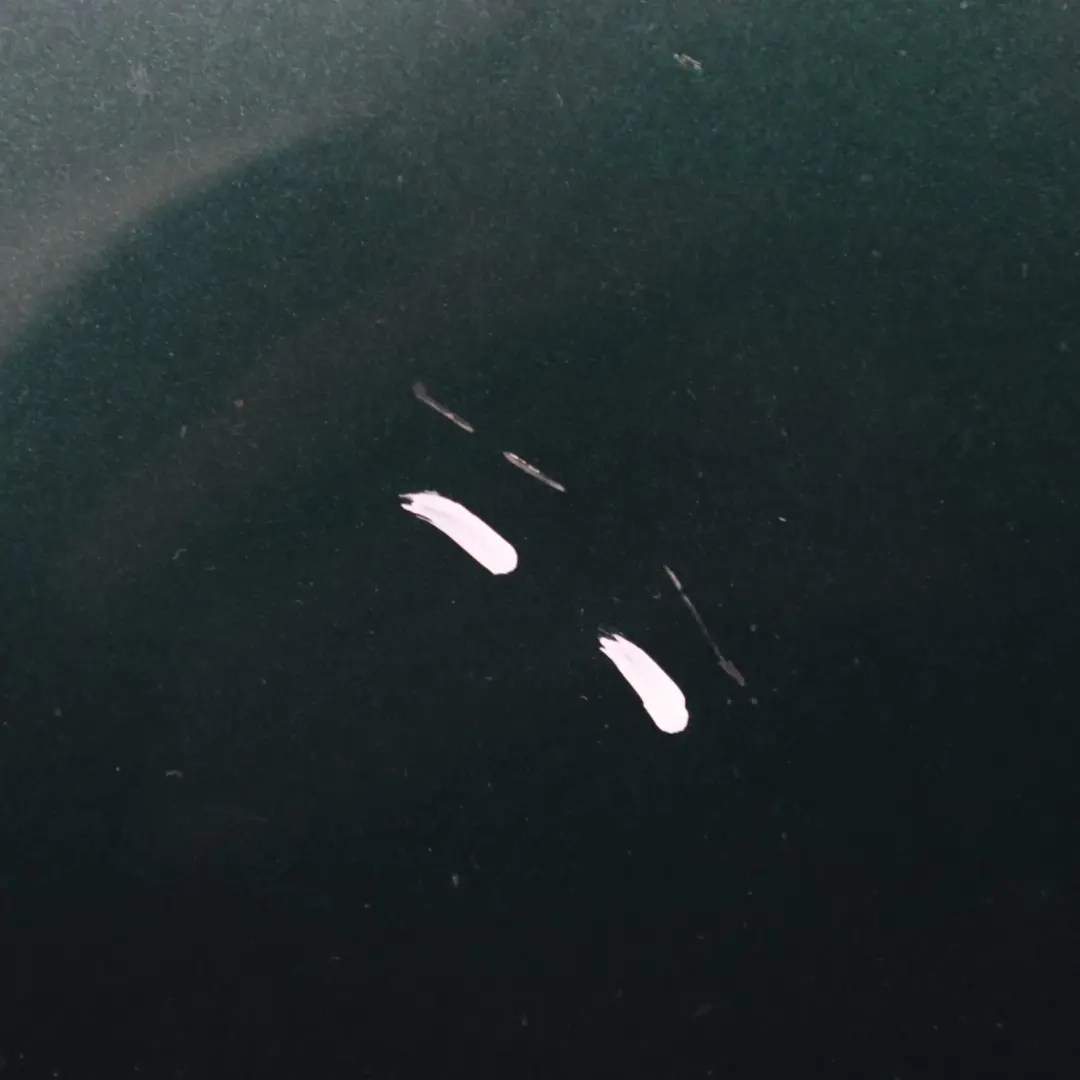 Front Hood Bonnet Panel British Racing Green - 895 to Mini Cooper R50 R52 with Part number 7067753 Mini Cooper R50 R52 Front Hood Bonnet Panel British Racing Green - 895 - SKU 7067753-BRG3 - Part number 7067753