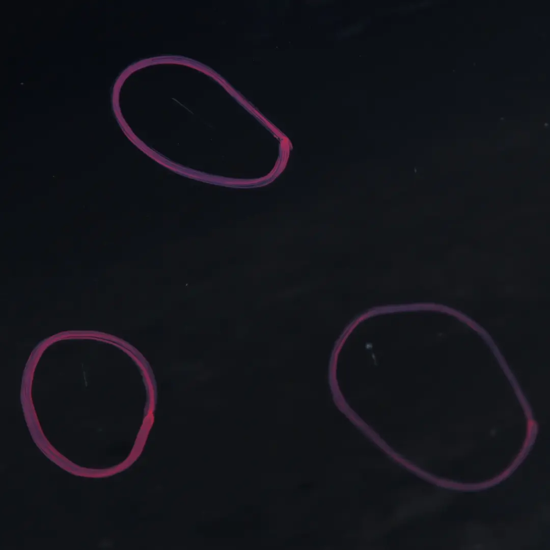 Door Front Left N/S Black Sapphire Metallic - 475 to BMW E60 E61 with Part number 7202339 BMW E60 E61 Door Front Left N/S Black Sapphire Metallic - 475 - SKU 7202339-BS - Part number 7202339