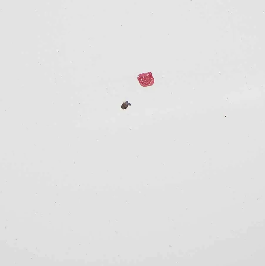 Capó Panel Cubre Capó Frozen White - Z2 para Ford Transit con número de pieza P6C11-16612-AP-FW Ford Transit Capó Panel Cubre Capó Frozen White - Z2 - SKU P6C11-16612-AP-FW - Número de pieza P6C11-16612-AP-FW